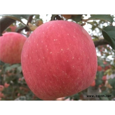 弋阳潮巅1号苹果苗种植技术