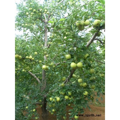 大厂品种苹果苗现货诚信为本