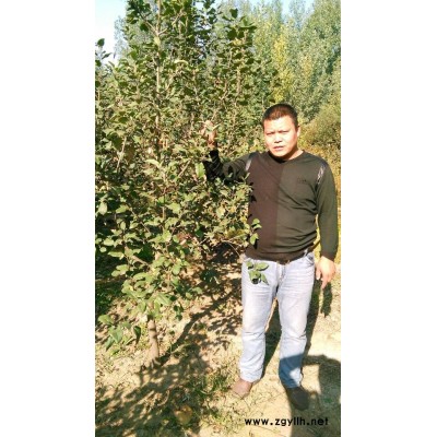 源城矮化苹果苗有优惠吗