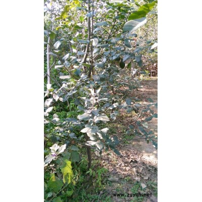 青秀111号苹果苗组图