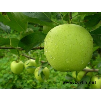 开江烟6号苹果苗诚信互利