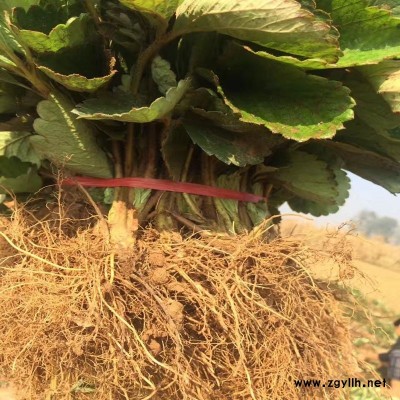 西安牛奶草莓苗信息推荐