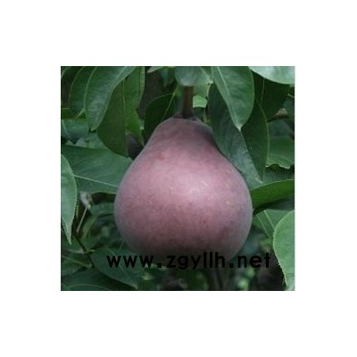 凉山哪里有香红梨苗,梨苗厂家批发