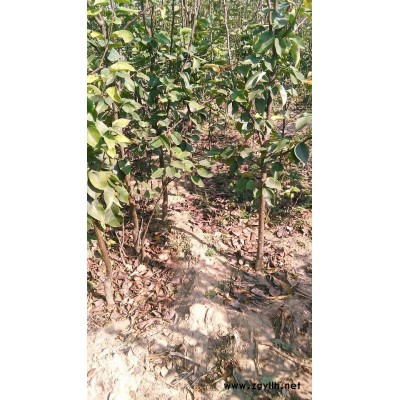 克孜勒哪里有意大利黑梨苗,高产梨苗价格优惠