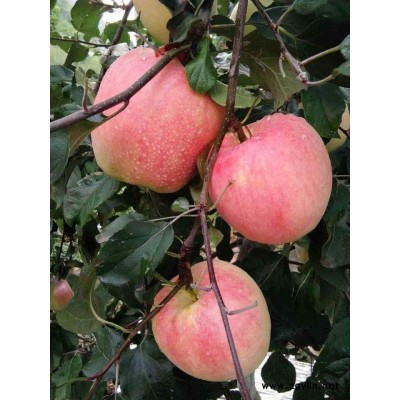 汕尾潮巅3号苹果苗好成活怎么可以联系到