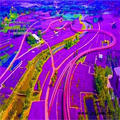 广东省惠州市春季花海案例专业花海