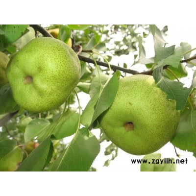 巢湖哪里有香红梨苗,黑梨苗哪家好