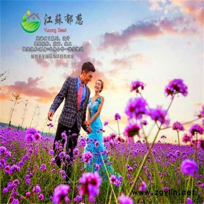 江苏省扬州市春季花海规划指导施工专业花海