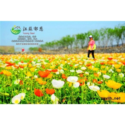 荆门市春季花海设计公司免费设计