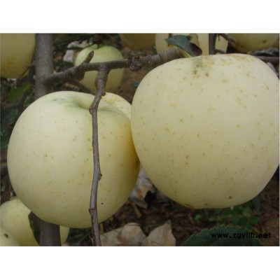 金华脱毒苹果苗技术指导优质商家