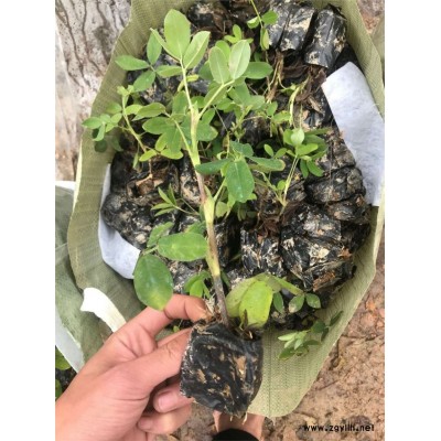 苗木产地经销商遍地黄金价格优异