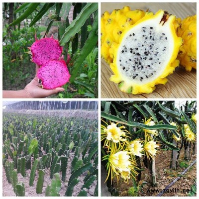 西林专业培育火龙果苗种植技术