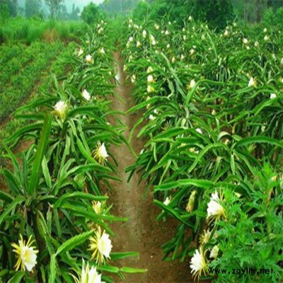 南县高产火龙果苗新品种