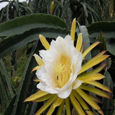 东升台湾大红火龙果苗优质企业