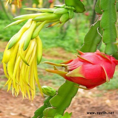 古交台湾大红火龙果苗行业前景