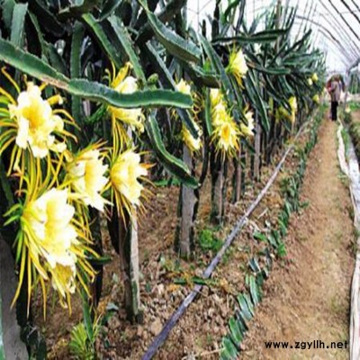 宝山红芯火龙果苗货源地在哪