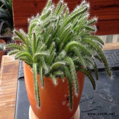 屯昌自花授粉火龙果苗真的靠谱