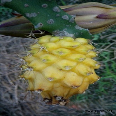 北辰双色火龙果苗|口碑推荐