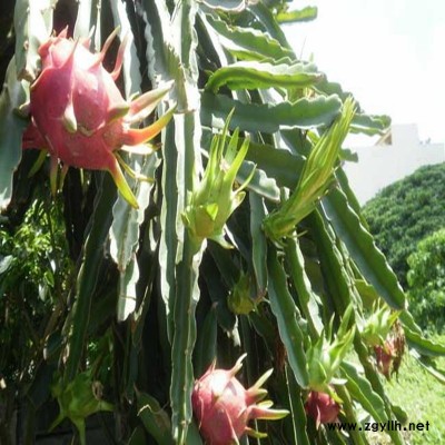 三山黄金火龙果苗大量供应