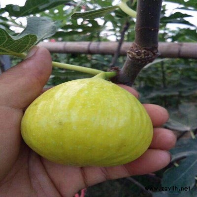 弥渡无花果苗种植基地