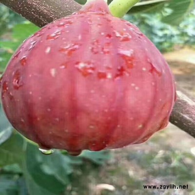 林芝三公分无花果苗产量