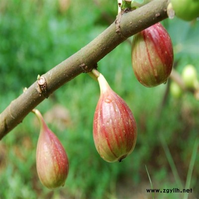 平桂自产自销无花果苗推荐