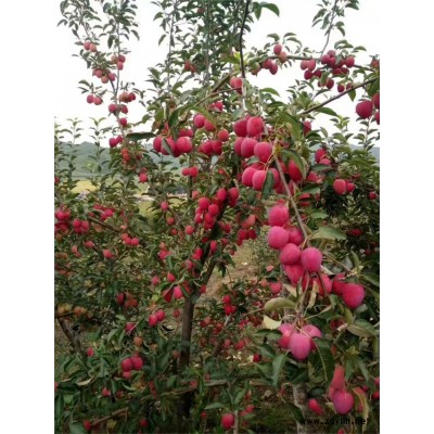 沁阳8号苹果苗大图