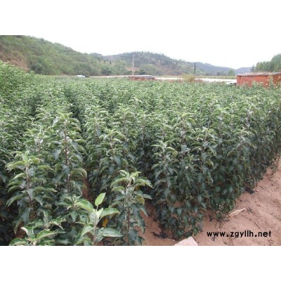 琼山潮巅6号苹果苗什么地方有卖