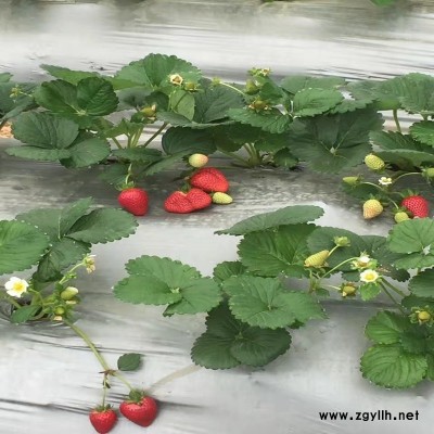 分宜阿玛奥草莓苗优惠