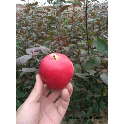 贵池8号苹果苗行情价格
