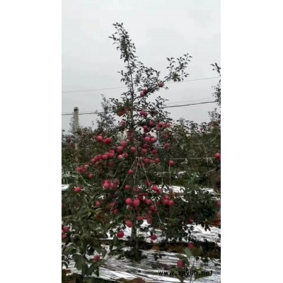 贺兰烟8号苹果苗供应必看厂家