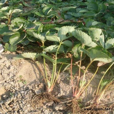 弥勒红袖添香草莓苗规格一览表