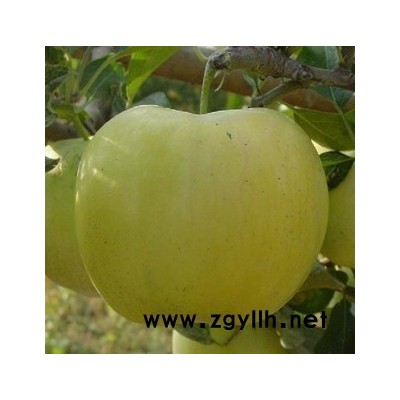 浦城红富士苹果苗查询