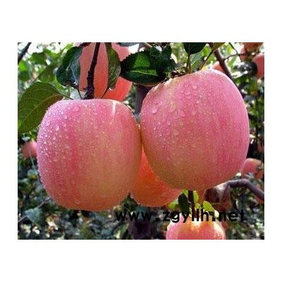 明溪烟6号苹果苗成活率高的