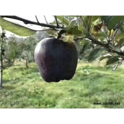 右玉111号苹果苗诚信服务