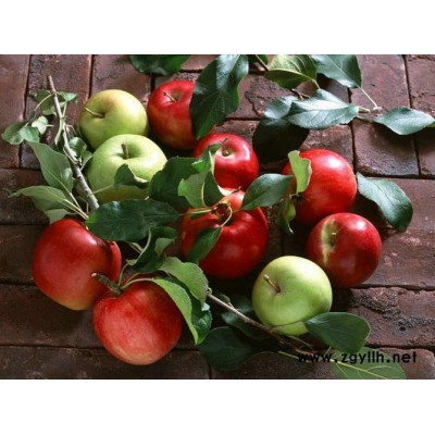 惠民潮巅4号苹果苗点击