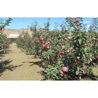 广汉红肉苹果苗厂家供应