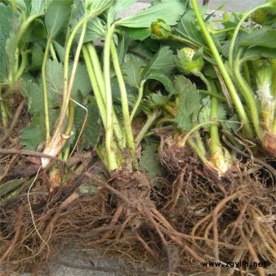 巧家太空2008草莓苗价格诚信经营