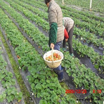 君山白雪公主草莓苗供应