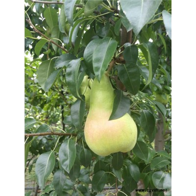 九江哪里有玉美人梨苗,梨苗报价