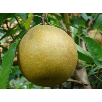 安顺哪里有中梨1号梨苗,酥梨苗超高产