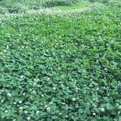广东白三叶种子广州三叶草籽草坪种子庭院护坡耐践踏护坡三叶草花种批发