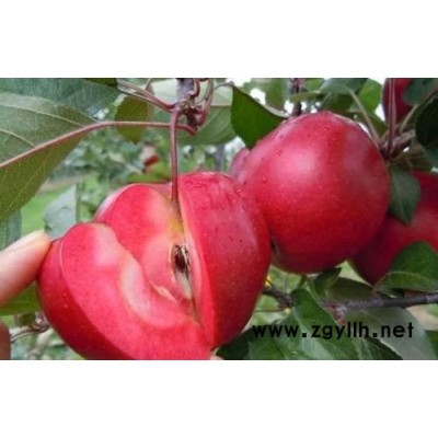 渭南矮化苹果苗价格基地直供