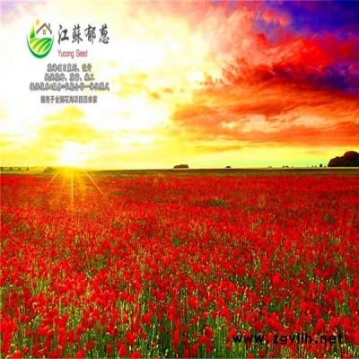乌鲁木齐市春季花海规划指导施工专业花海图1