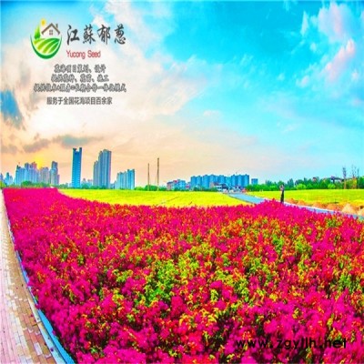广东省阳江市春季花海案例专业花海