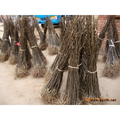 六安哪里有新梨七号,金果梨苗种植基地