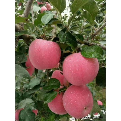 巴彦淖尔烟6号苹果苗基地质量好