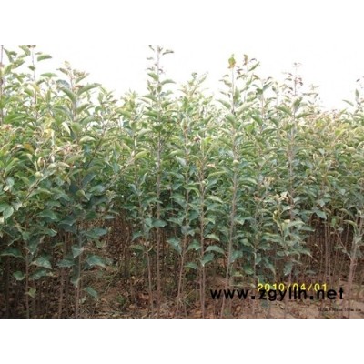 扬州M9t337苹果苗供应货源地在哪里