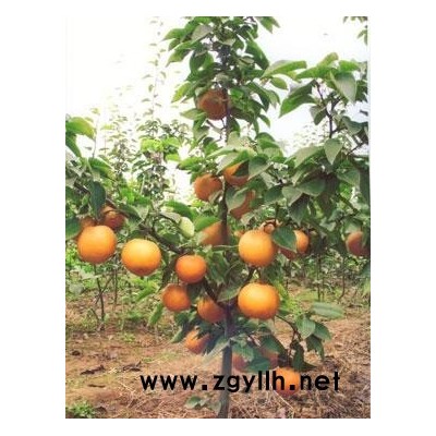 亳州哪里有夏玉梨苗,红肉梨苗批发厂家