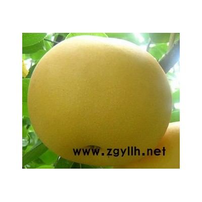 六盘水哪里有丰水梨苗,玉冠梨苗产量高